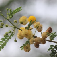 Vachellia nilotica (L.) P.J.H.Hurter & Mabb.